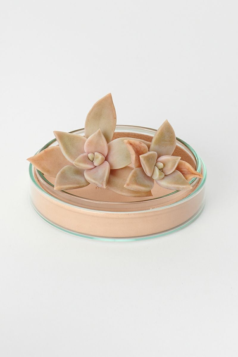 Hender Scheme(エンダースキーマ)サイエンスベース science vase 化瓶 ペトリディッシュ シャーレ petri dish L sv-pd-90 -3